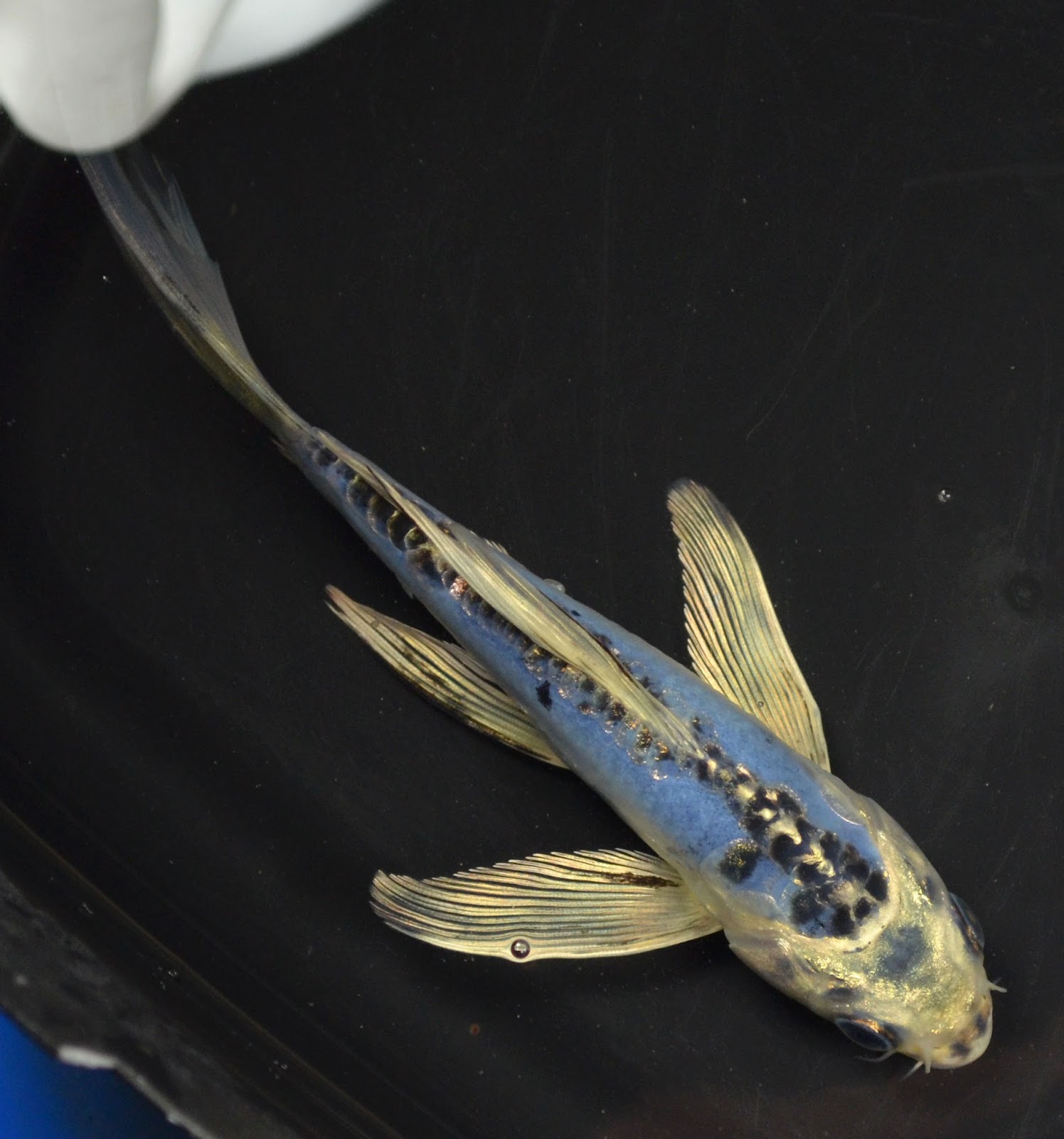 Koi To The World: Blue KOI